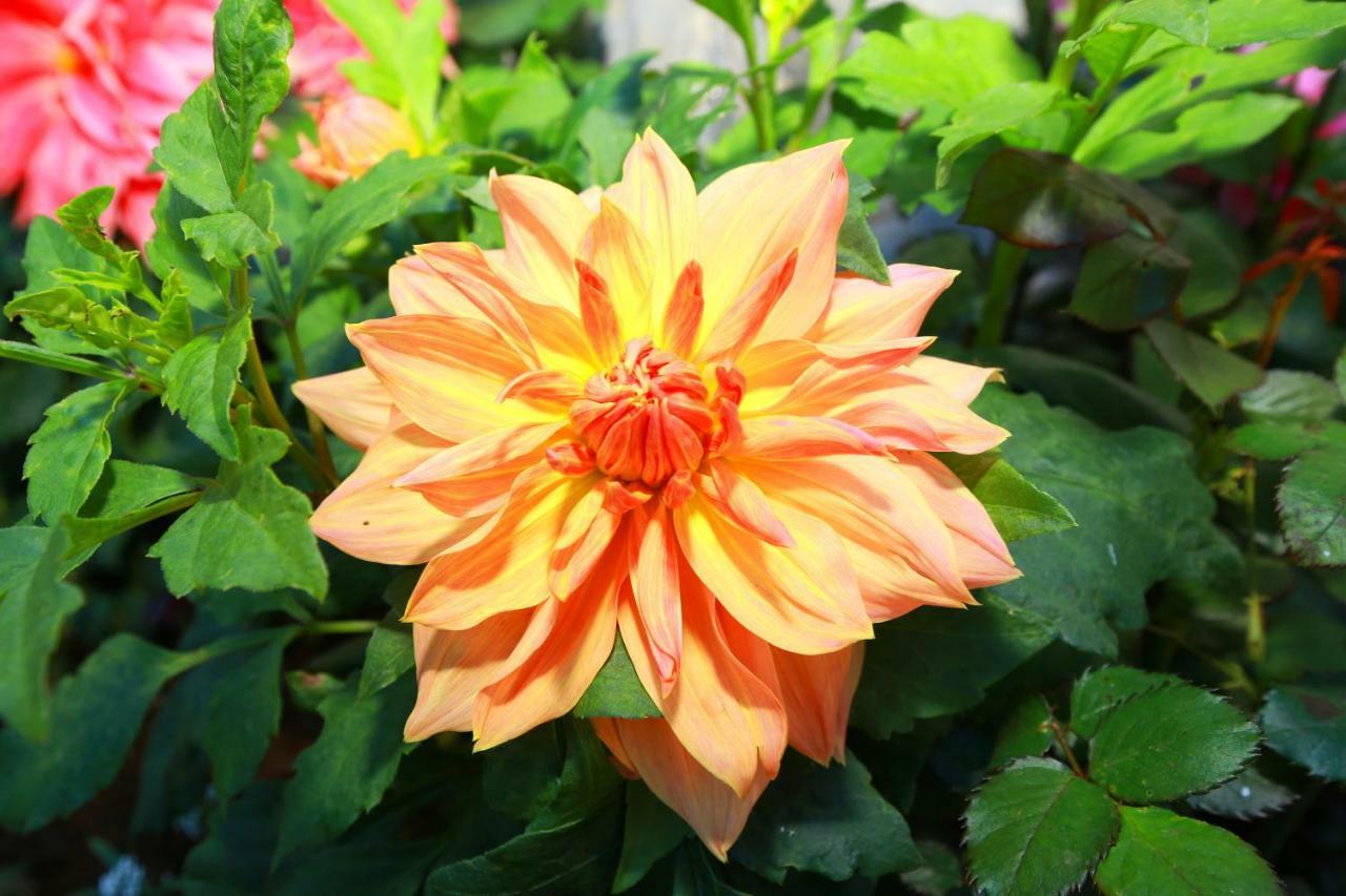 Dahlia Mount View Hotel Нувара Елия Екстериор снимка